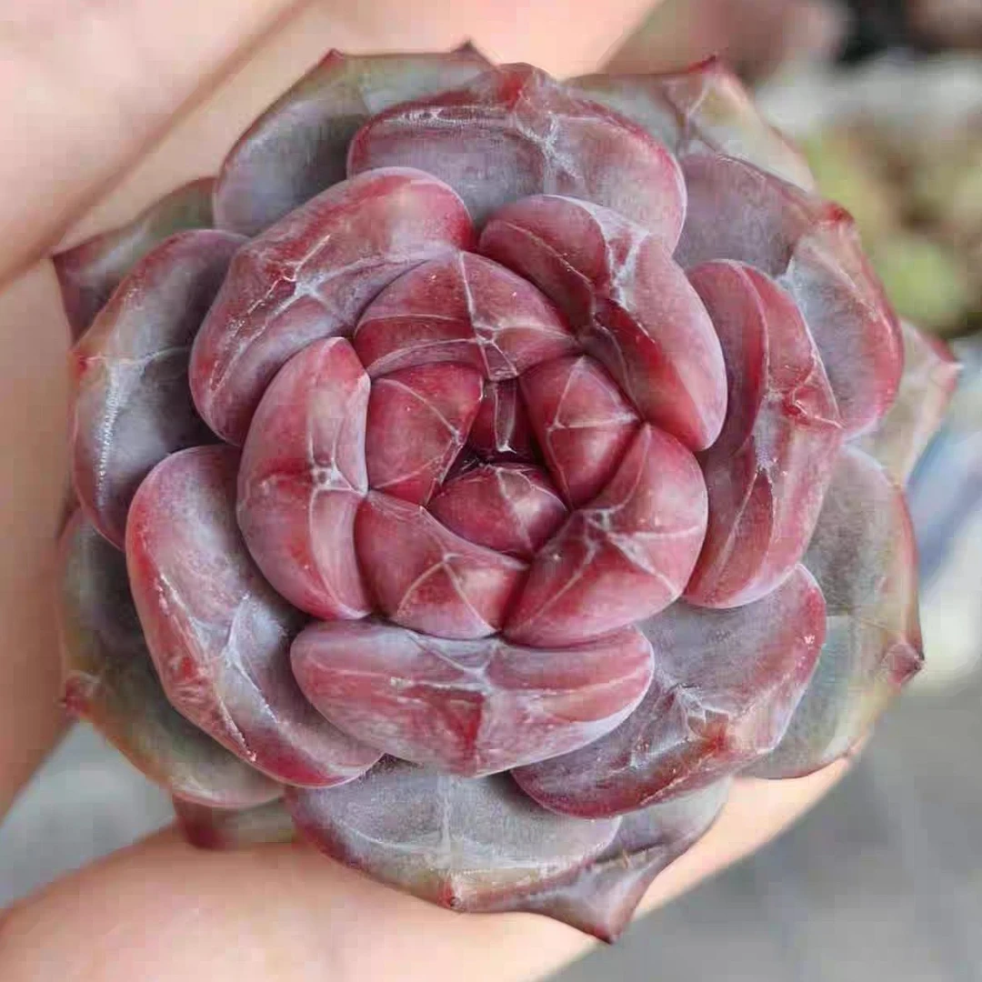 【满9.9包邮】星影小圆盆 拍一发二 多肉植物以直播间展示为主