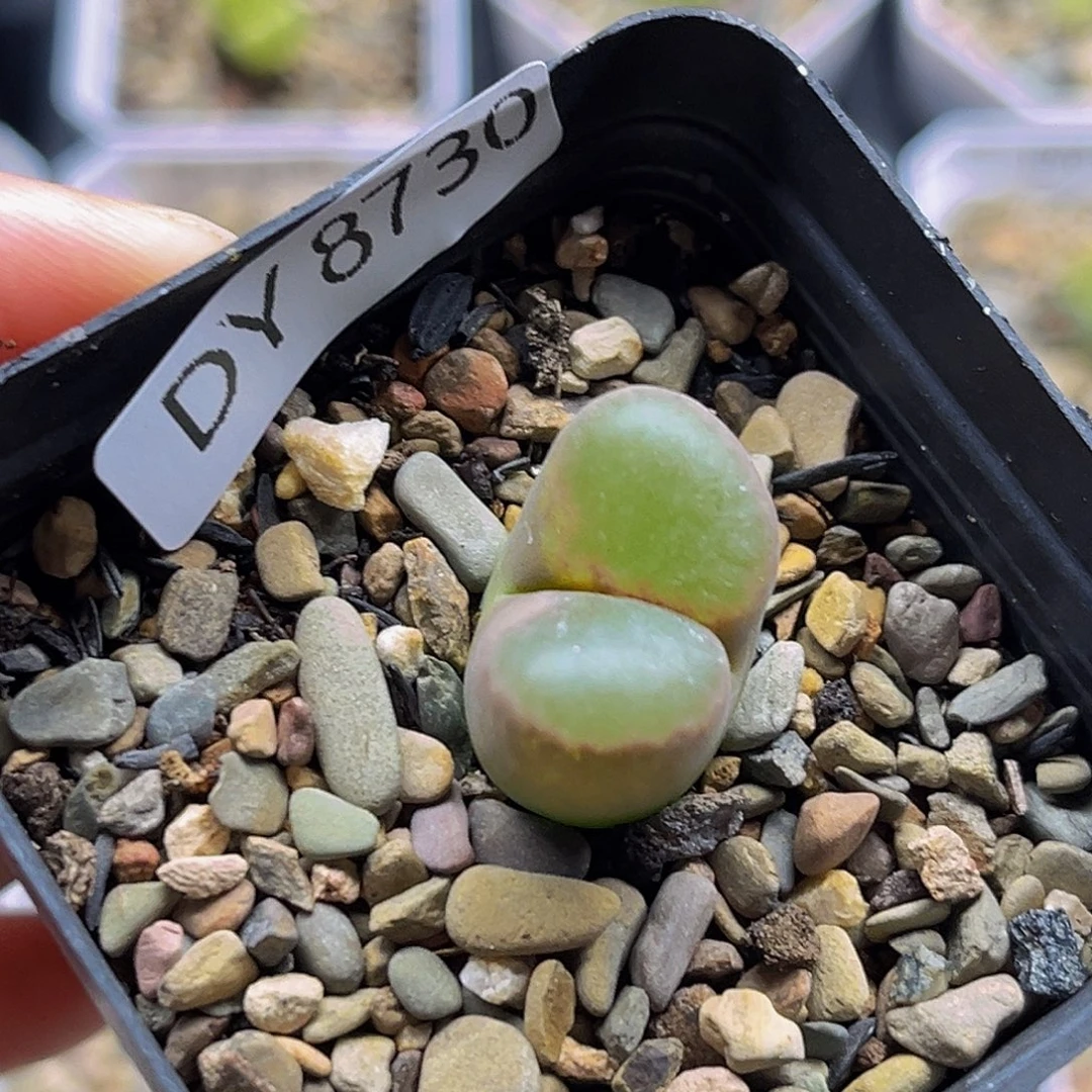 一物一拍8730磁铁