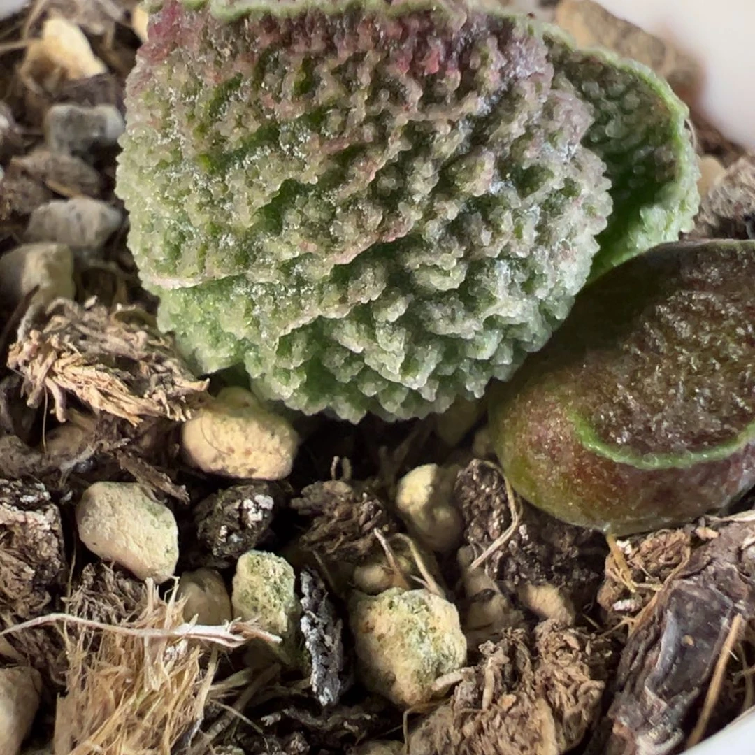 实生新品多肉植物水泡