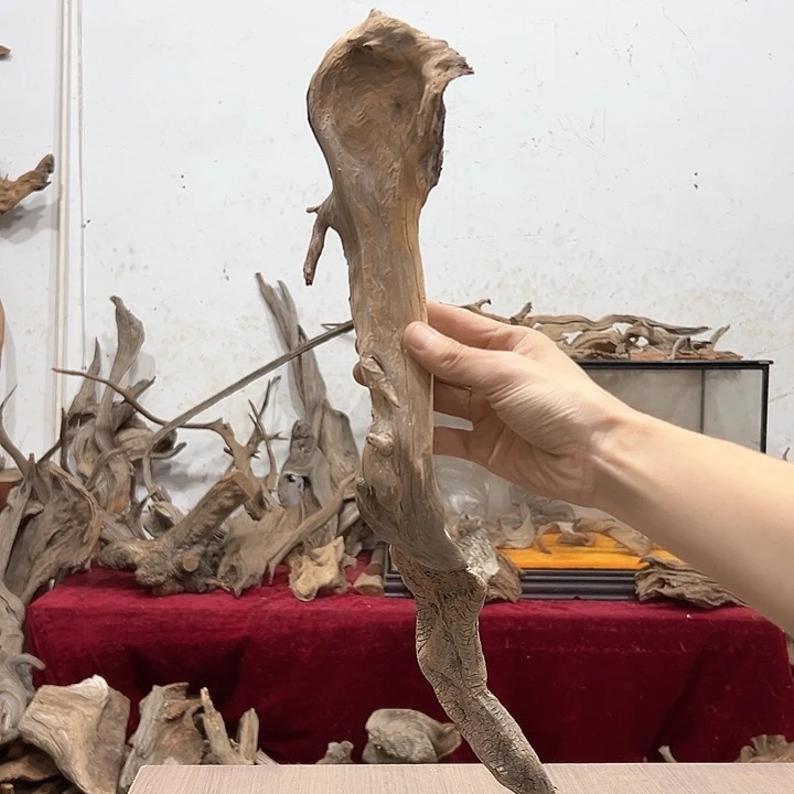 柏木温**木我们的生活是以自己为