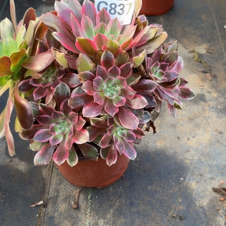 瑞妈多肉植物837浣纱