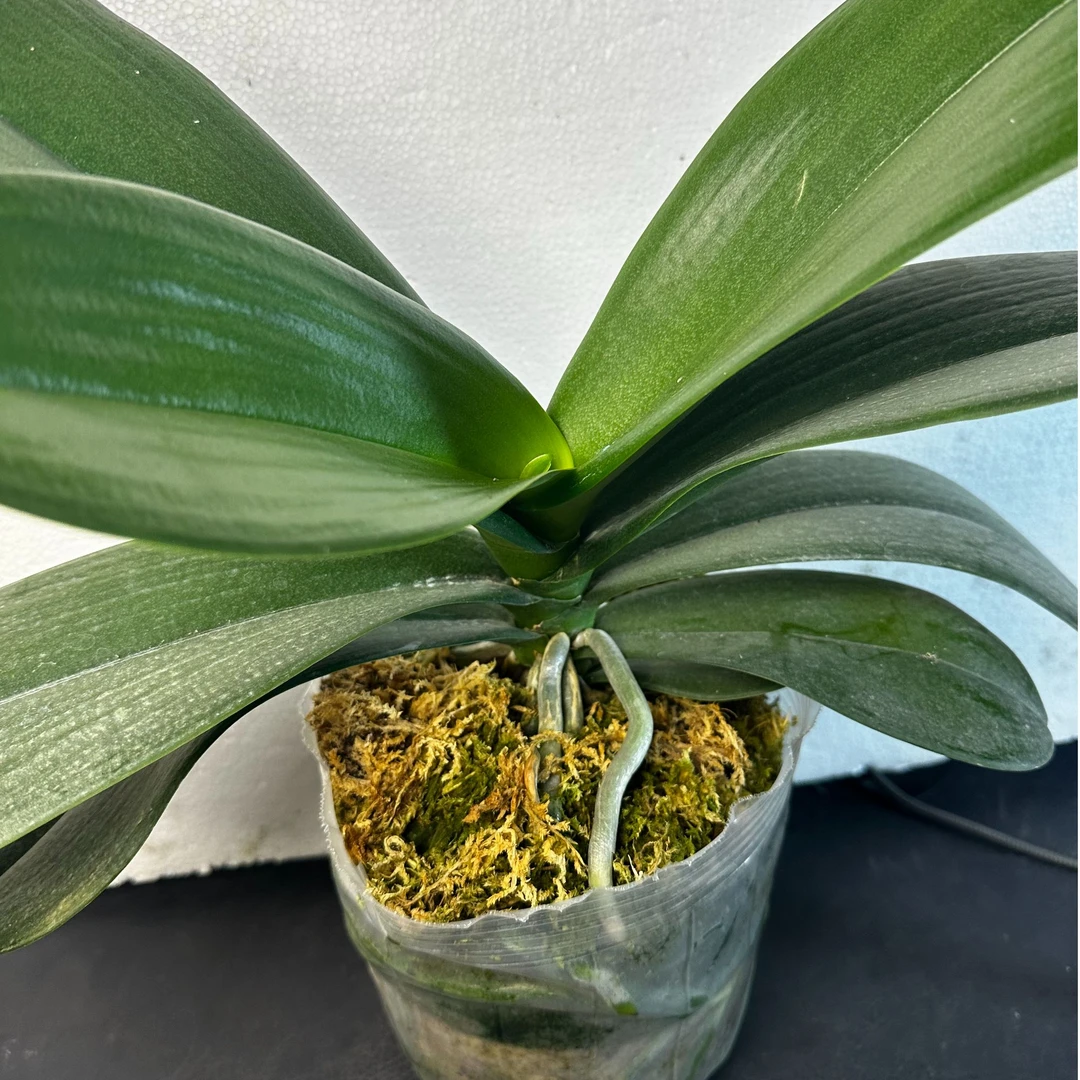 【龙兰苗5.0寸杯】蝴蝶兰网红款 苗子发货