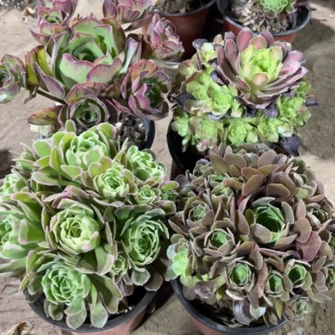 273多肉植物组合
