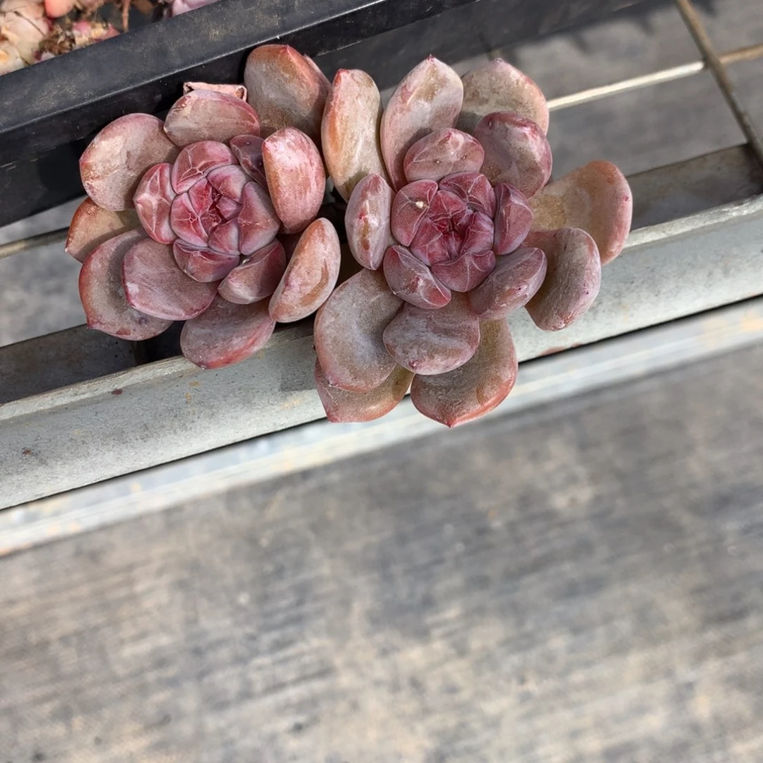 香**柚香草美柚突尼斯2222多肉