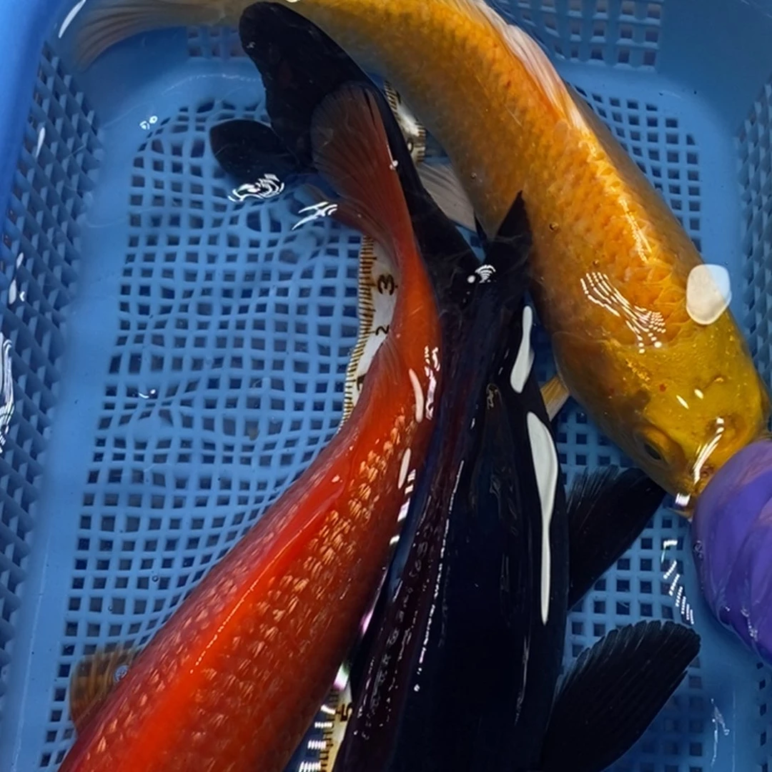 锦鲤冷水锦鲤包邮