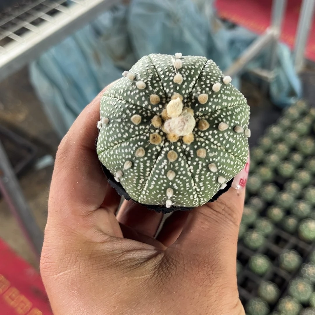 最***崽109190一物一拍单头发货