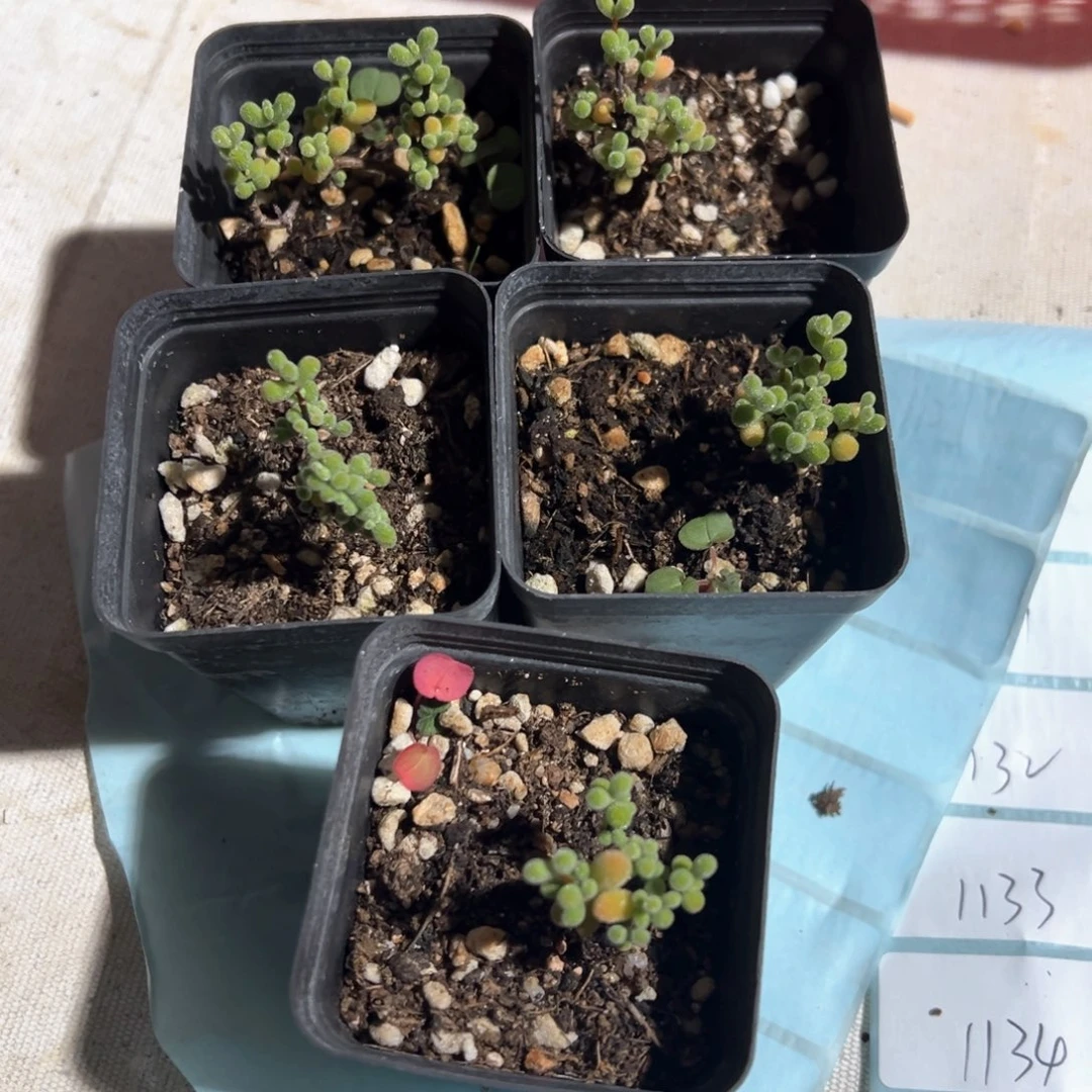 翡翠55盆小老桩精品