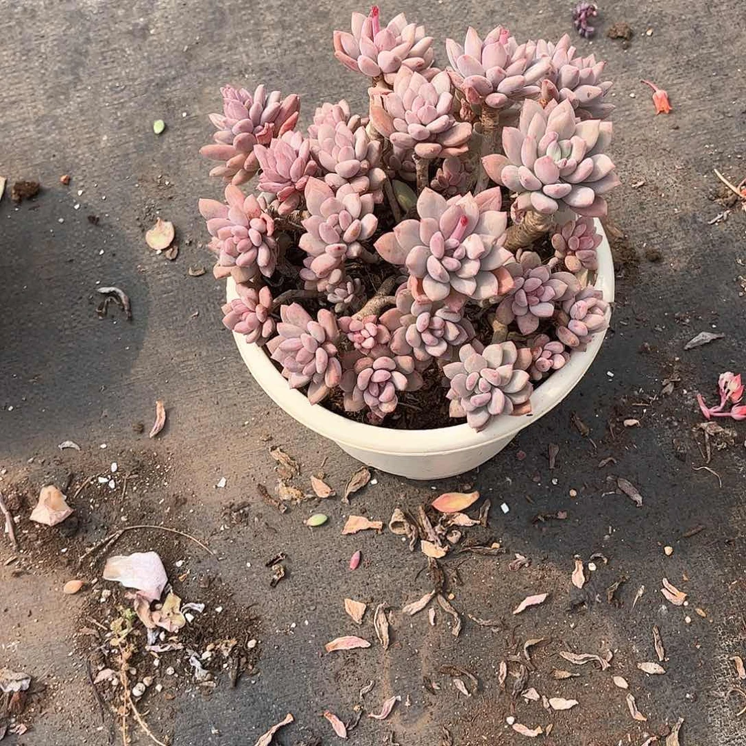 花*胭脂美人多肉植物45