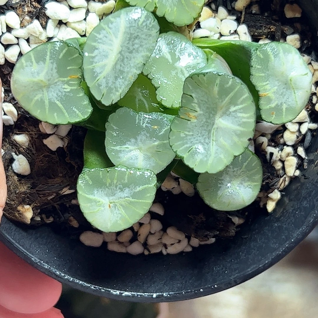 马萨林十二卷多肉植物