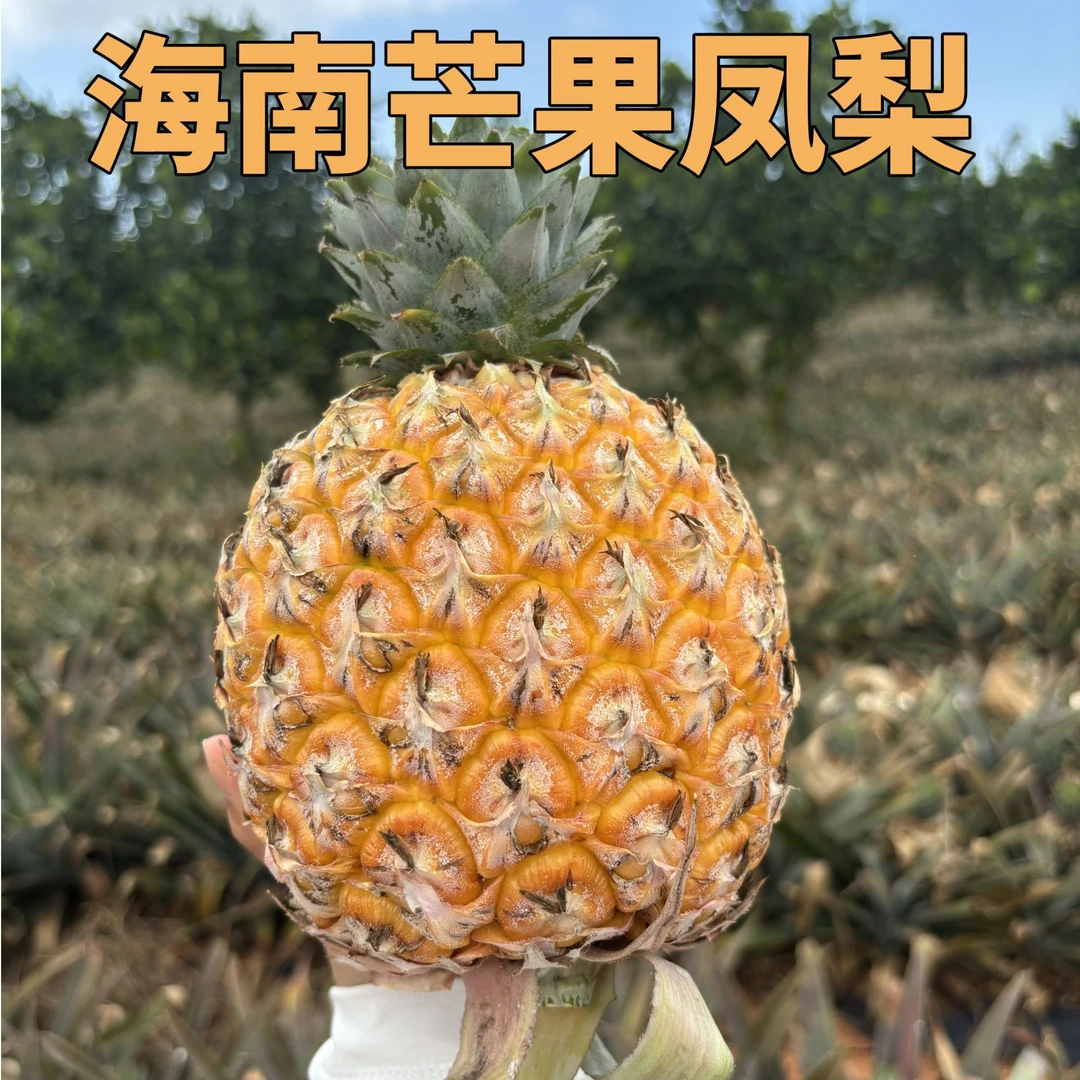 （顺丰）芒果凤梨自然成熟芒果凤梨台农23号新鲜水果应季现摘顺丰