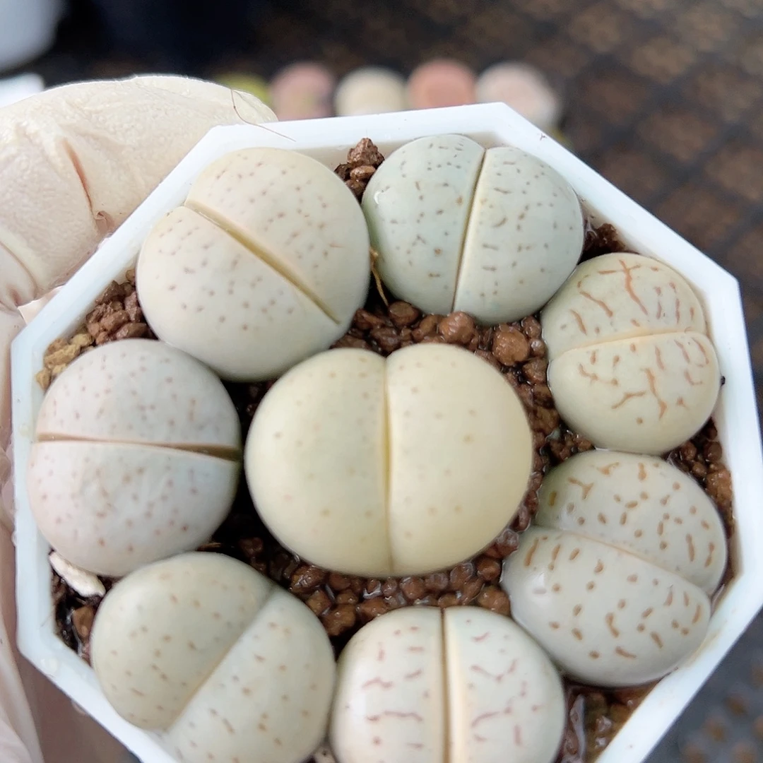 1003 好养易活生石花大母本