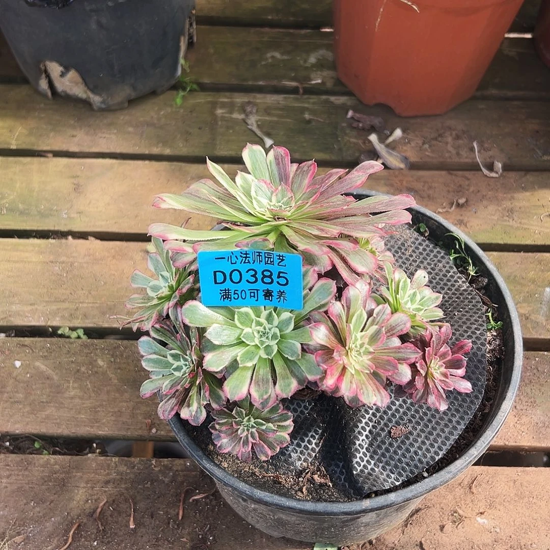 多肉植物多肉植物0385