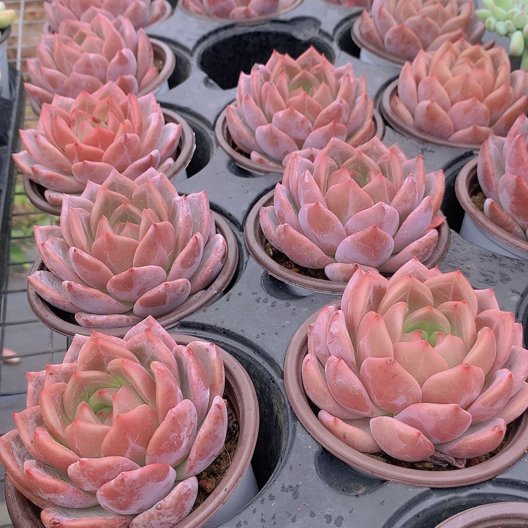 优选香槟45678999900000