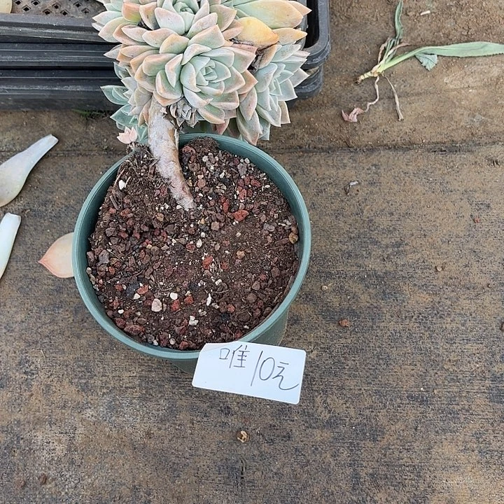 唯***e多肉植物一物一拍唯