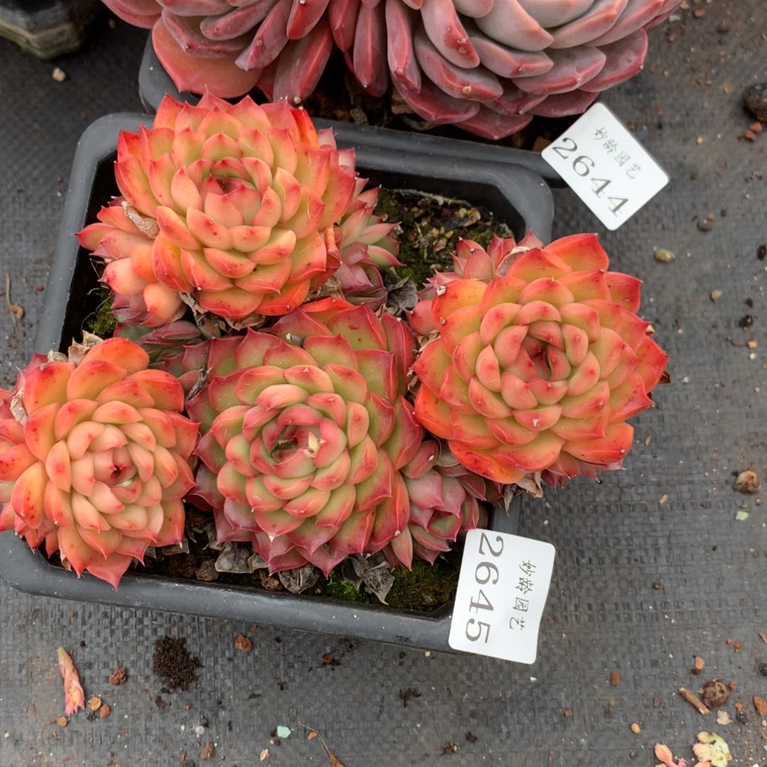 2645新年快乐发发发