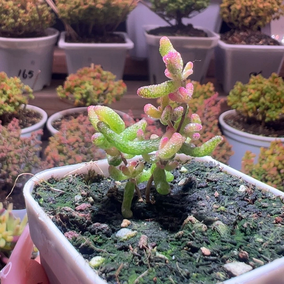 180花斑露一物一拍带盆土发货