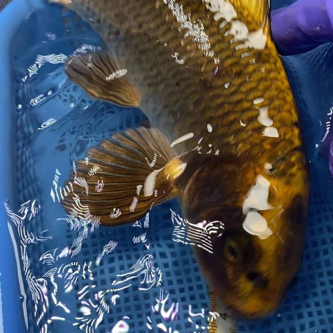 锦鲤冷水锦鲤包邮