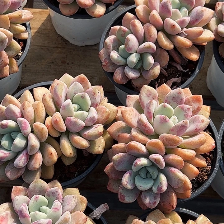 双头               花斑露