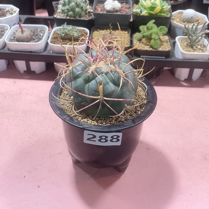 288超大高木绯冠龙