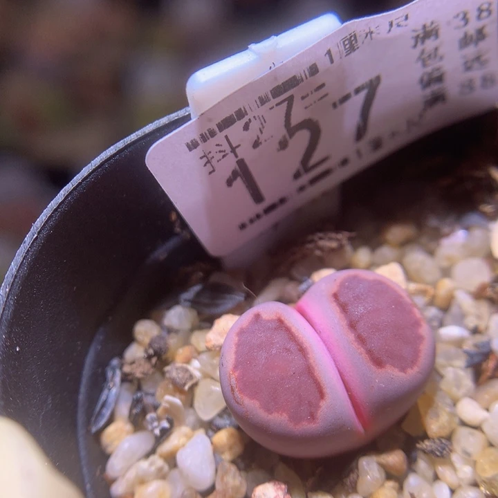 精品生石花27.127紫菊