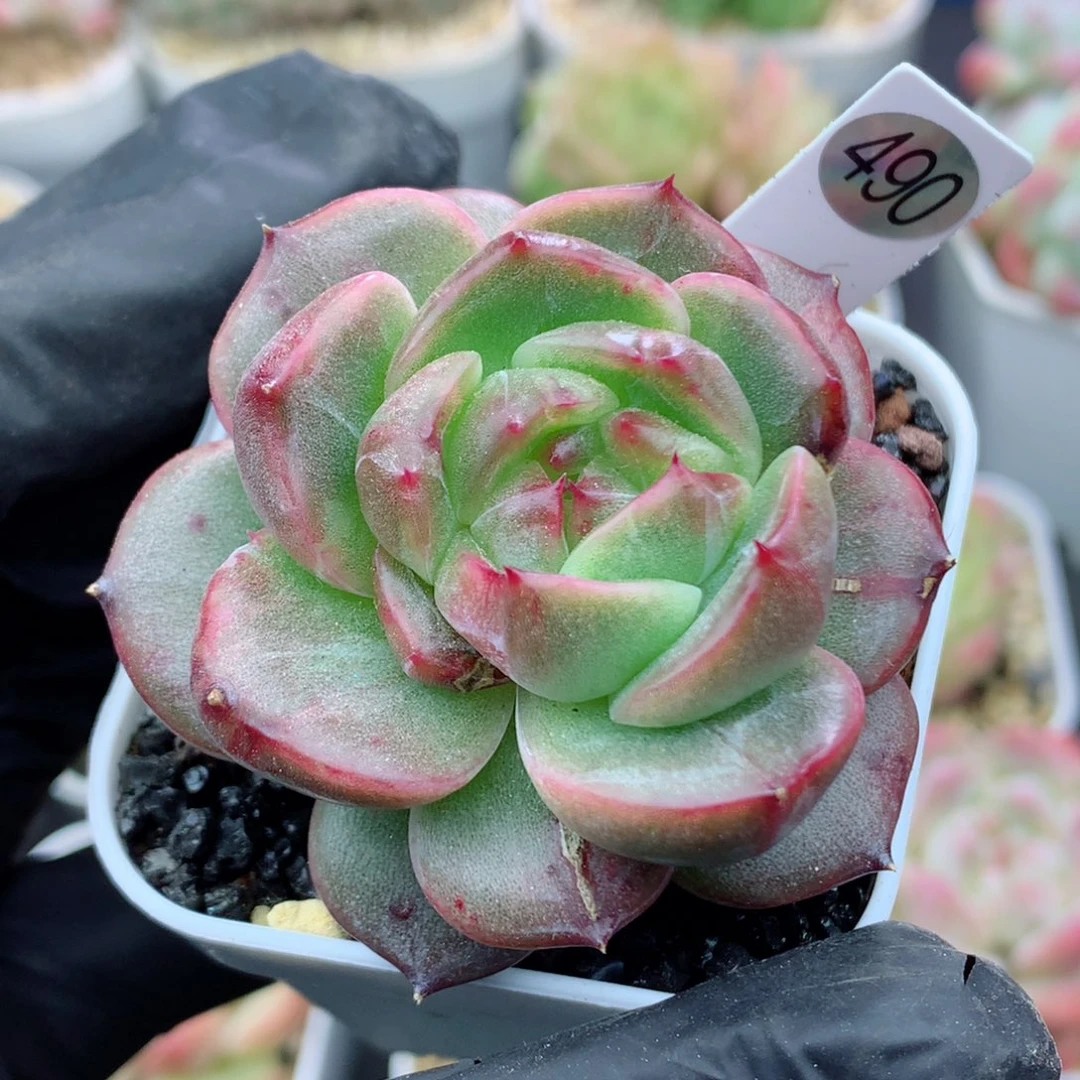 58包邮  群生不包整490