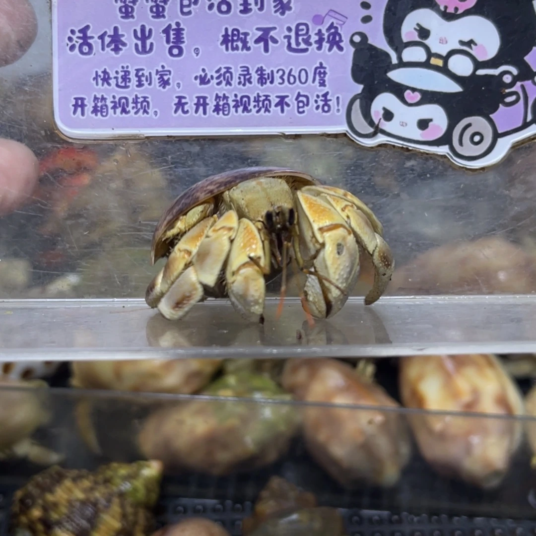 不理不拉亚种红日寄居蟹包活到家