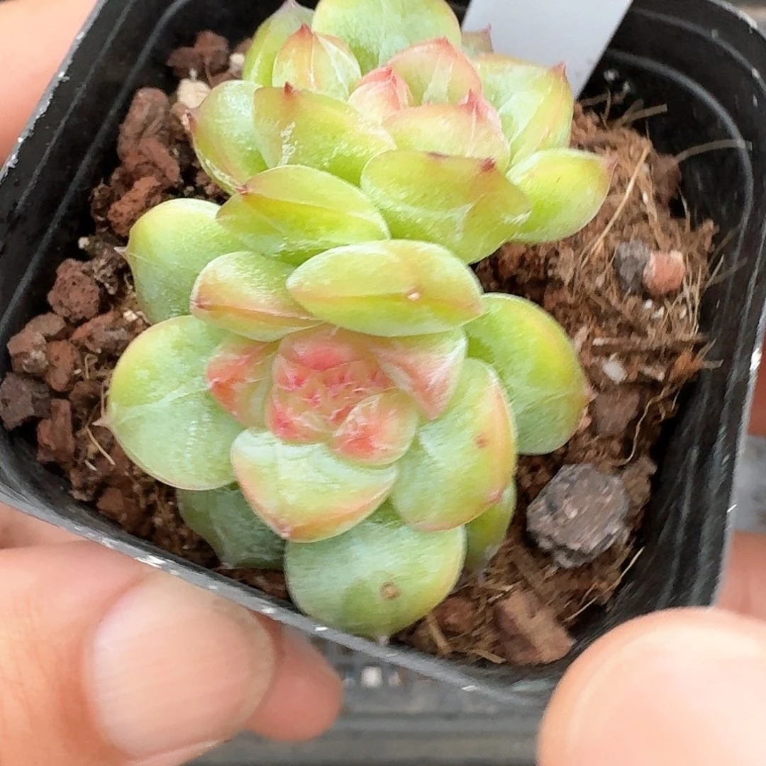 160号玉迪双头多肉