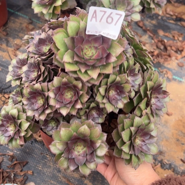 桃花石多肉植物767.