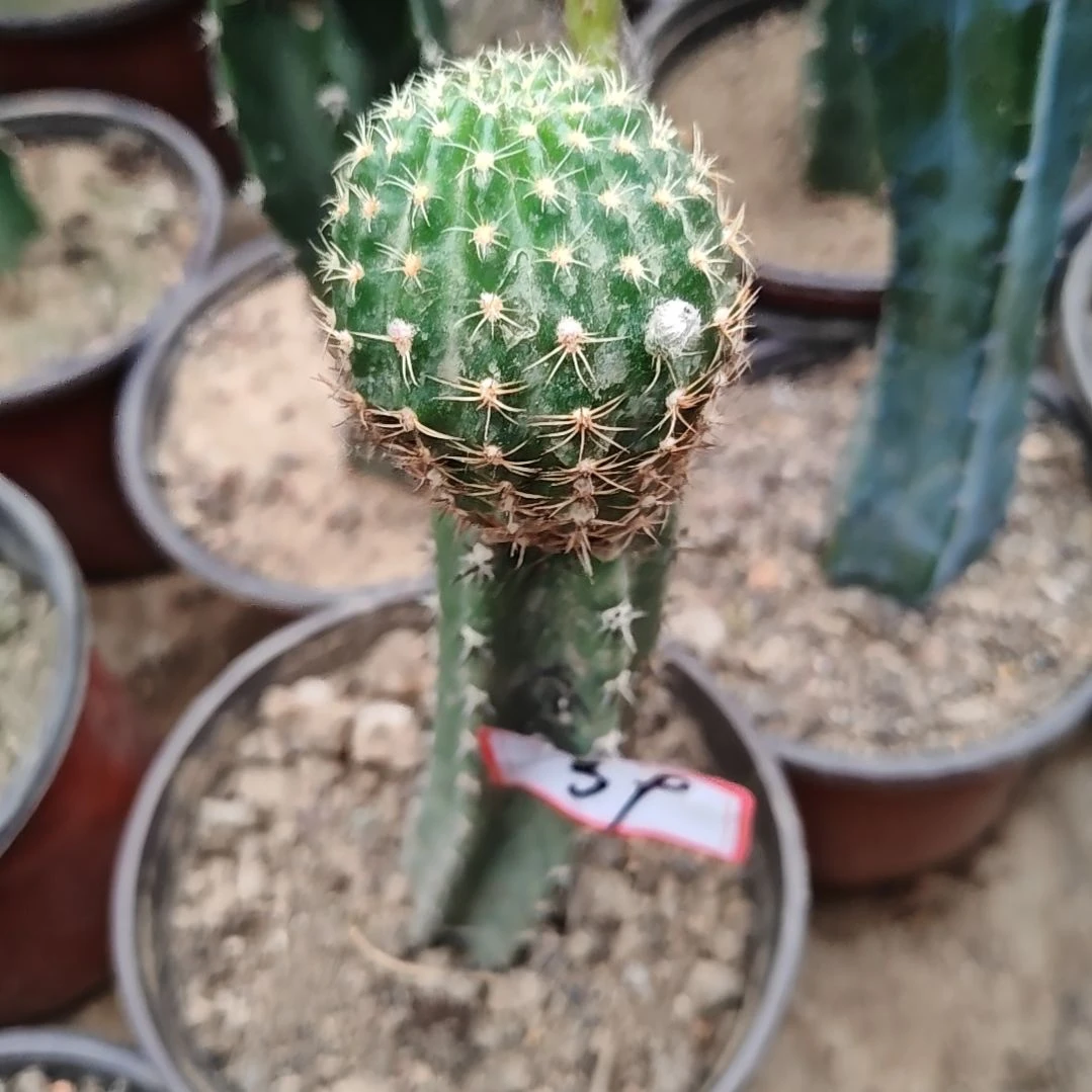 金荷花秀普嫁接柱弯39