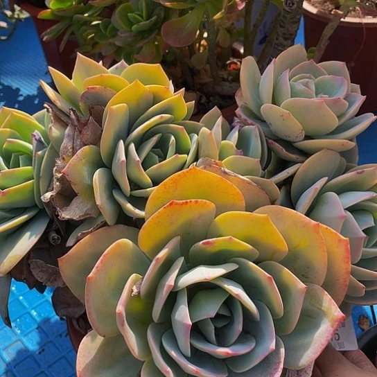 一**光血凤1815多肉