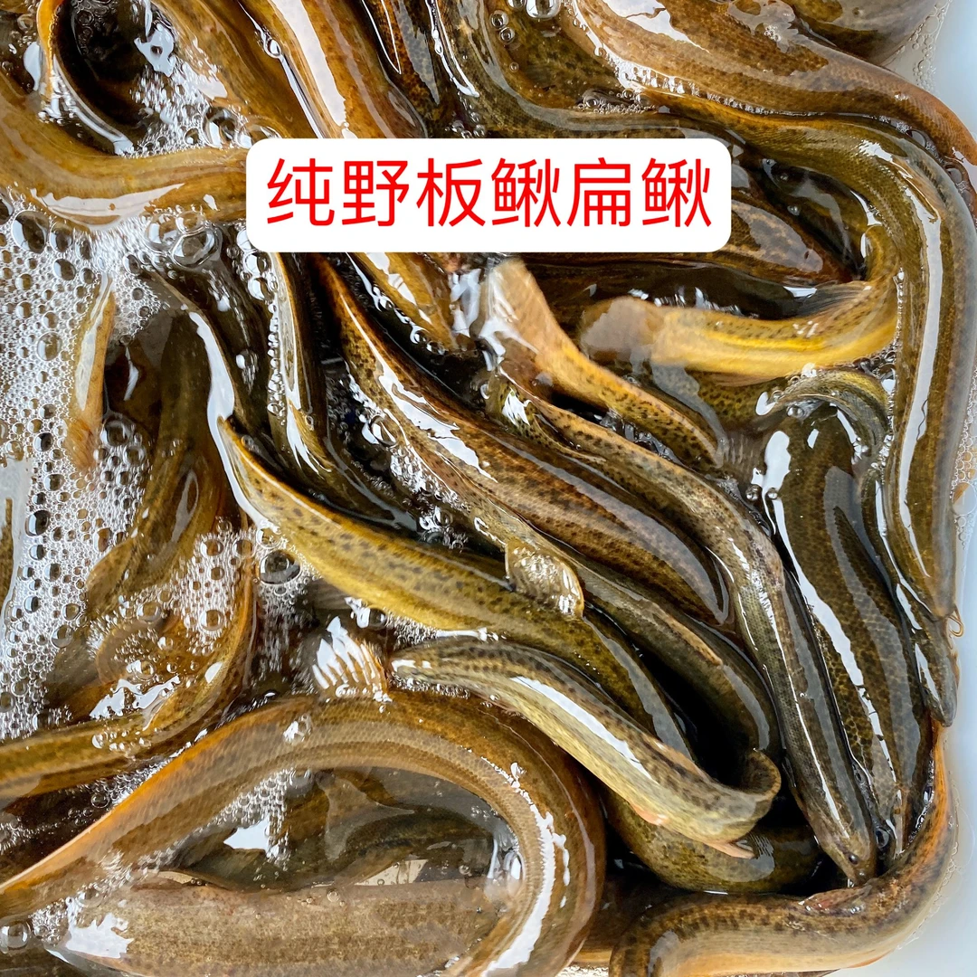 【鲜活】稻田野生泥鳅黄板鳅扁鳅 顺丰发货