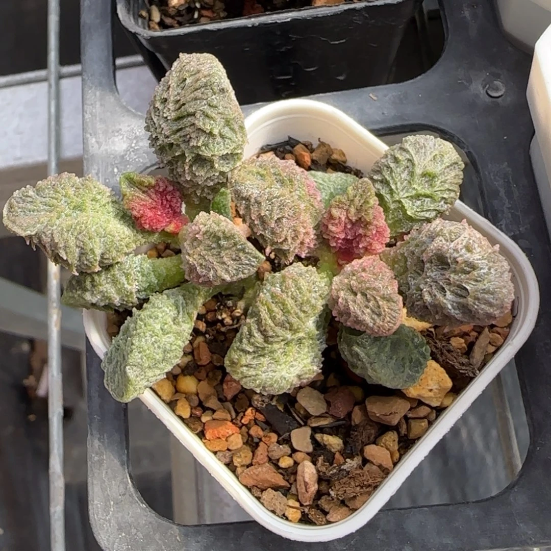 大鱼海棠水泡多肉植物