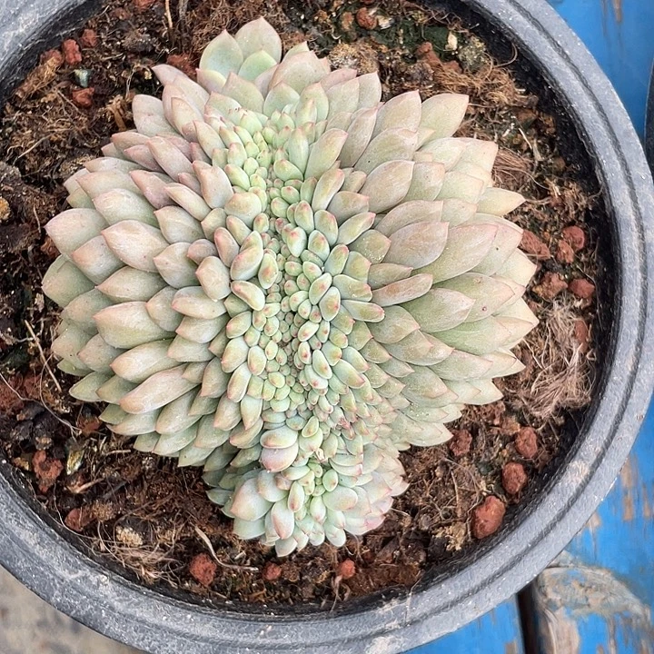 爱丽儿缀化多肉植物