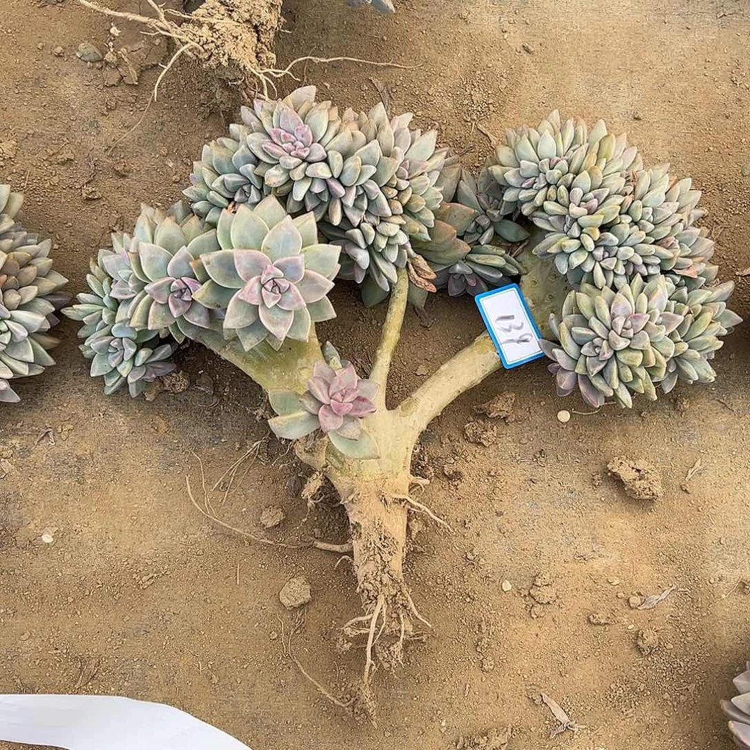 丁***圆139号淡雪缀化一物一拍