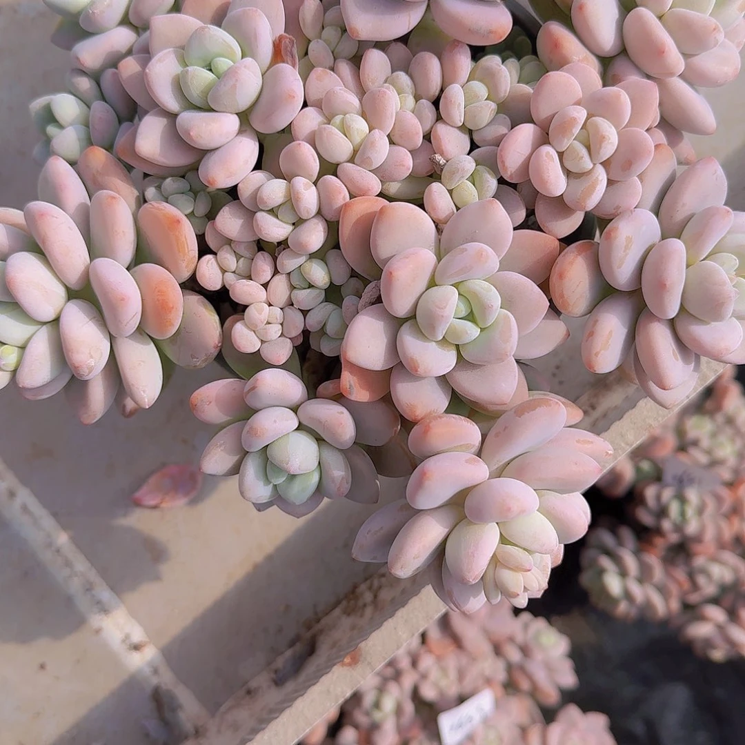 夕*0692红洛神多肉