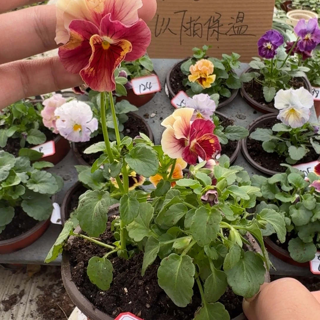 大部分花苞少量开放150