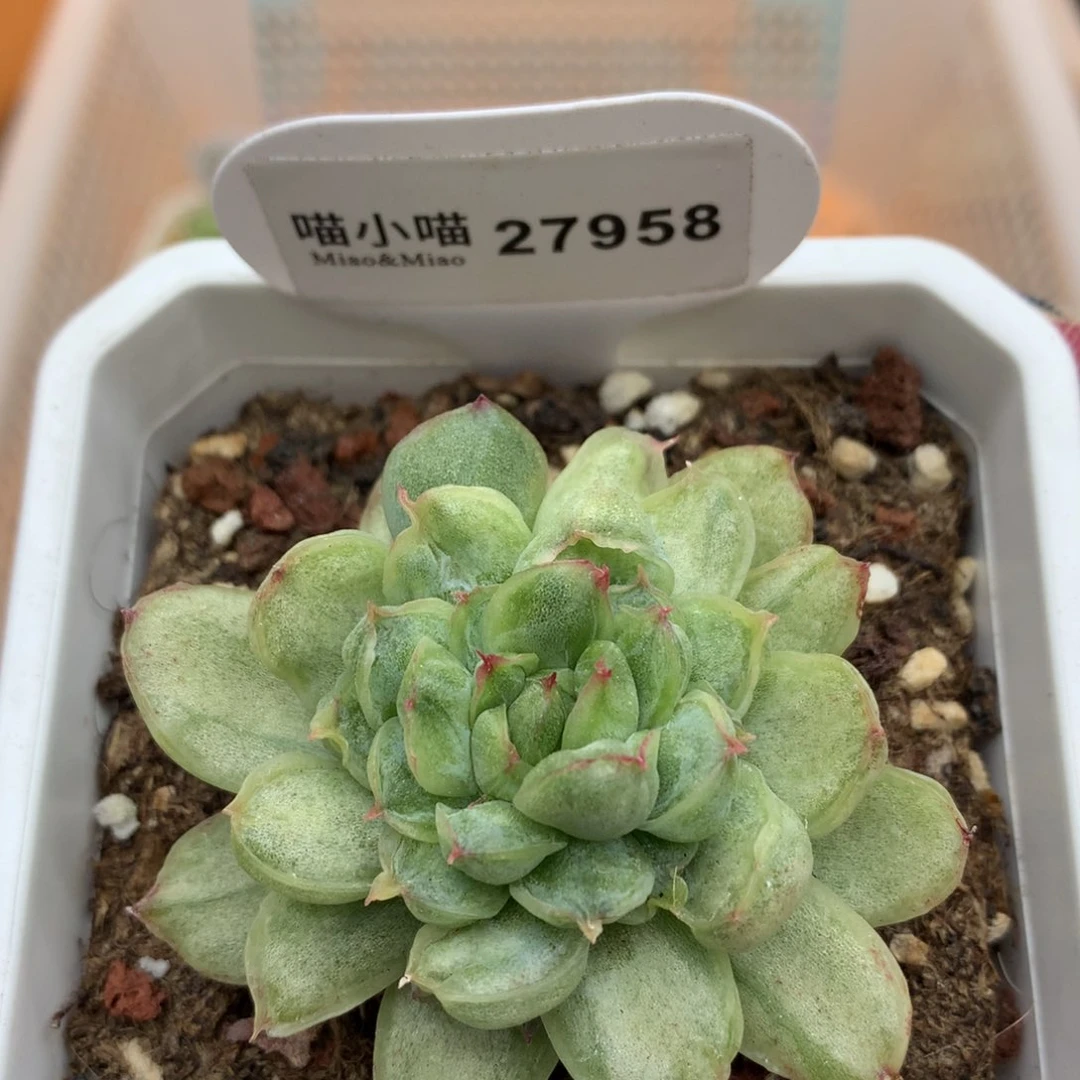 多肉植物冰天使锦