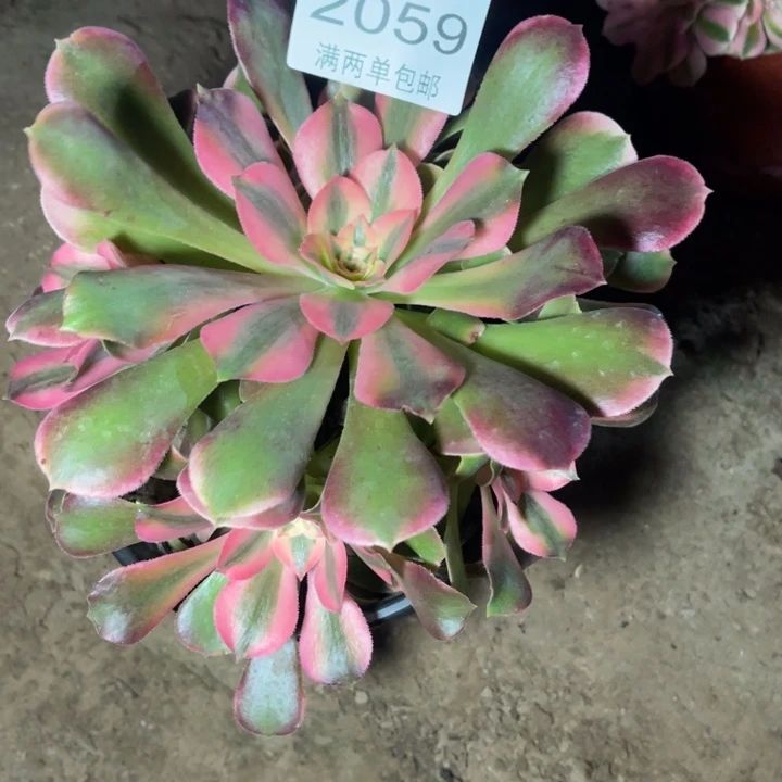 2059香妃的人多肉的