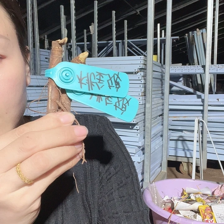 云***姐当前无花栽培后可以开花桃金娘