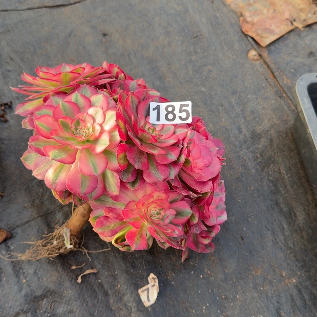 185多肉植物倾城无主头有断枝特价