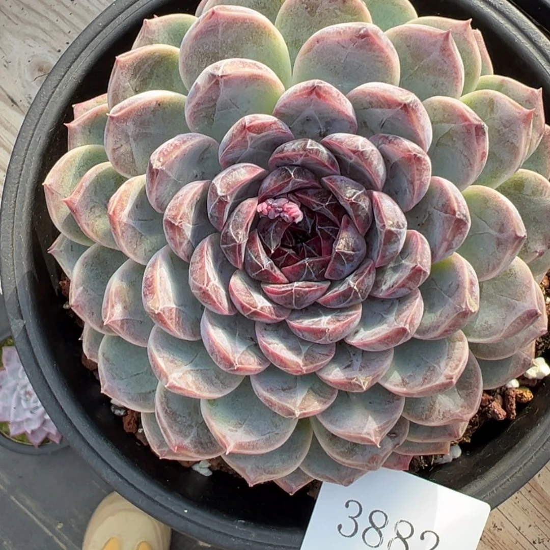 臻*3882肉肉肉肉肉肉