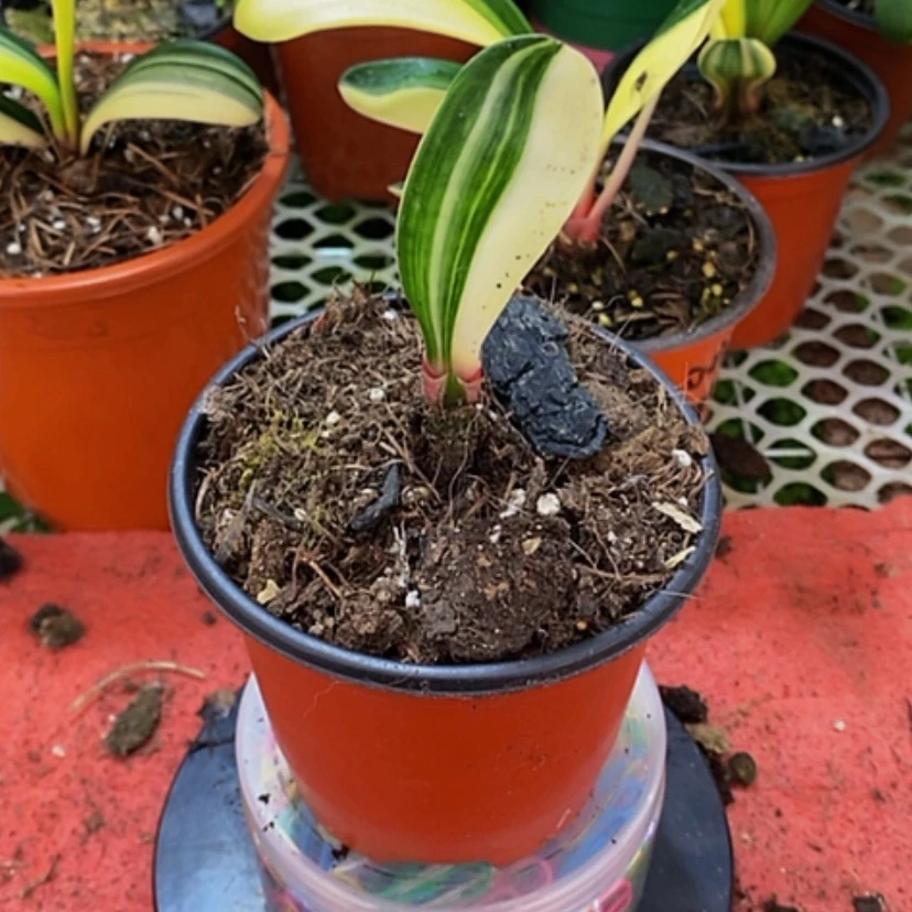 【闪购商品】无花朵?****?