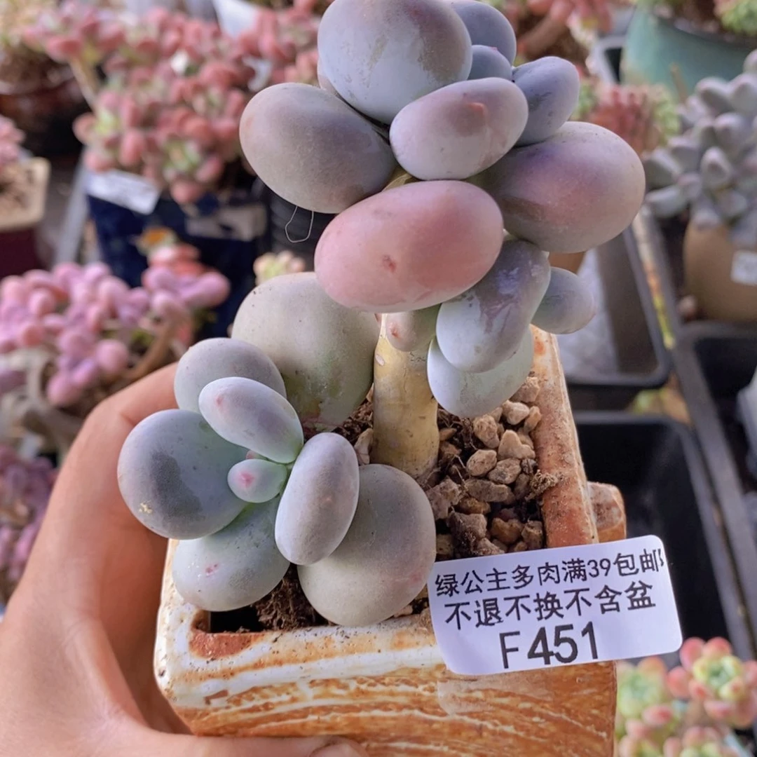黄金大叶奶6cm451多肉植物