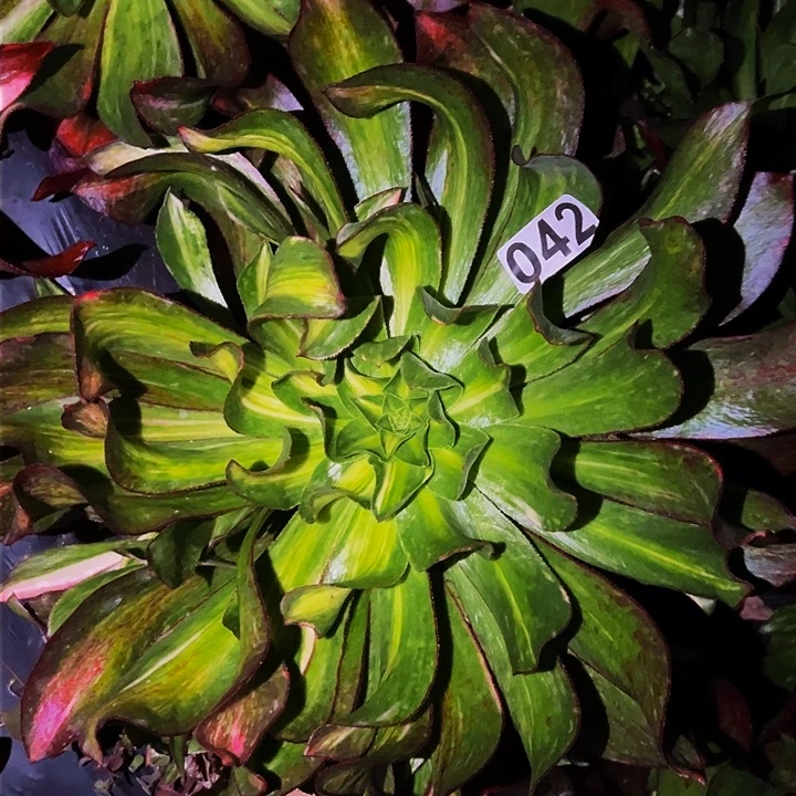 042魅影七彩多肉植物