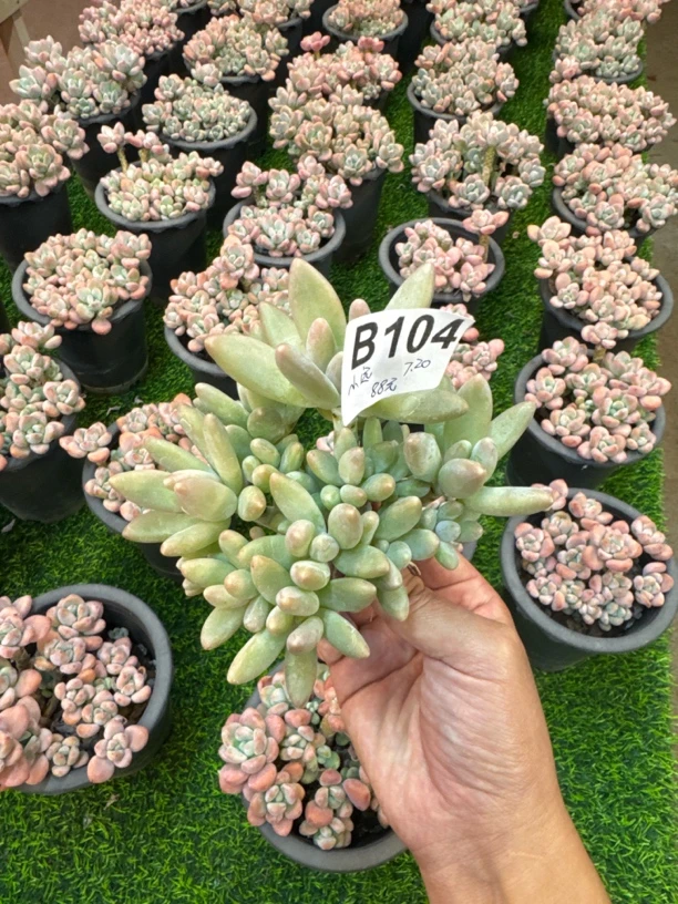B104，小远，多肉植物，白兰地