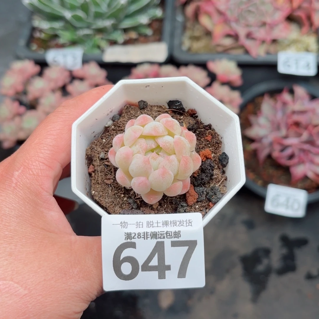 白桃多肉无盆土发货
