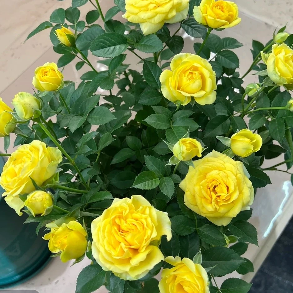 精品金丝雀 棒棒糖树桩｜重瓣花 阳台庭院颜值担当