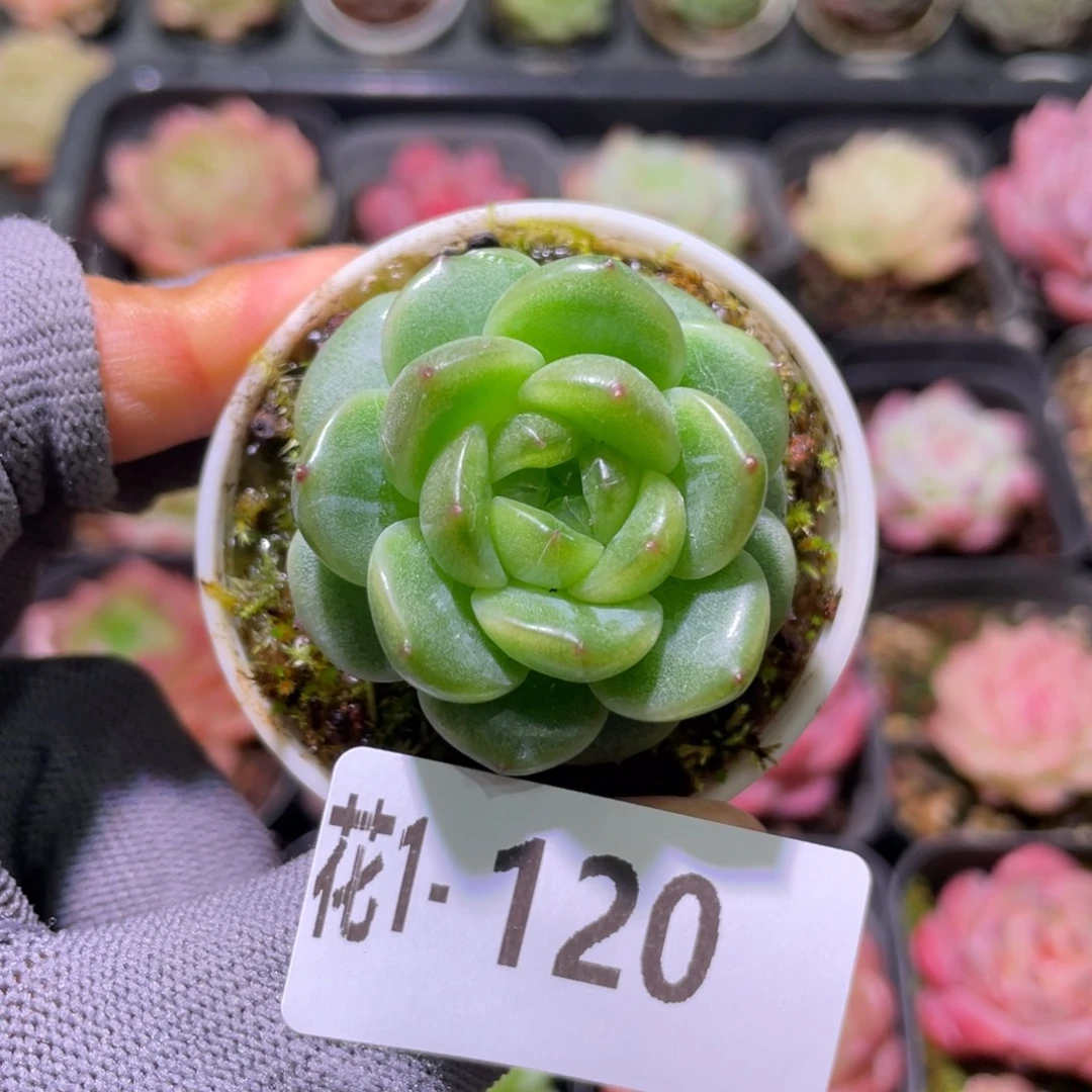 花利美  1-120珍妮