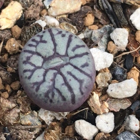 多肉肉锥 Y661墨小锥