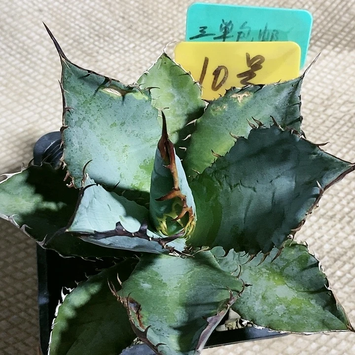 【闪购商品】无花朵龙舌兰蓝肌仁王g